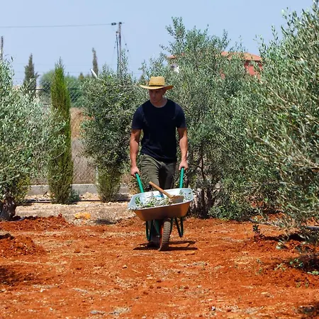 Ferienhaus Olive House Liopetri