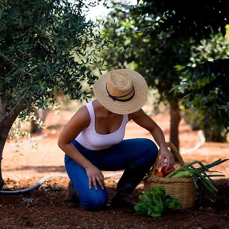 Olive House Σπίτι διακοπών Λιοπέτρι
